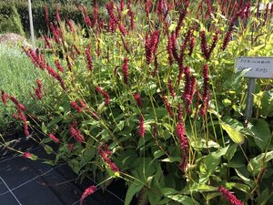Persicaria a. 'Dark Red' geen maat specificatie 0,55L/P9cm