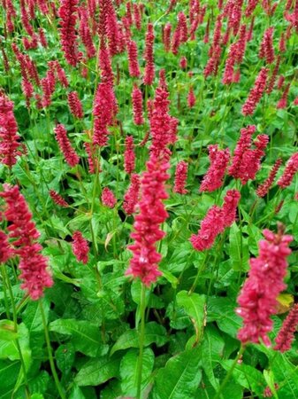 Persicaria a. 'Dark Red' geen maat specificatie 0,55L/P9cm - afbeelding 5