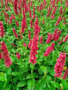 Persicaria a. 'Dark Red' geen maat specificatie 0,55L/P9cm - afbeelding 5