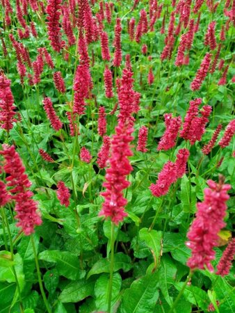 Persicaria a. 'Dark Red' geen maat specificatie 0,55L/P9cm - afbeelding 6