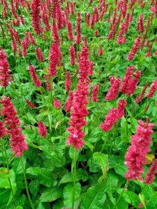 Persicaria a. 'Dark Red' geen maat specificatie 0,55L/P9cm - afbeelding 6