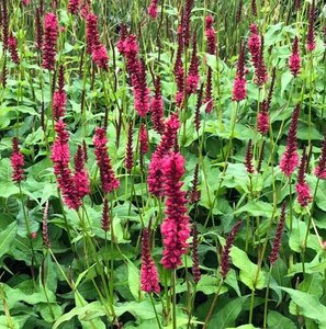 Persicaria a. 'Dark Red' geen maat specificatie 0,55L/P9cm - afbeelding 6
