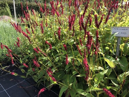 Persicaria a. 'Dark Red' geen maat specificatie 0,55L/P9cm - image 1