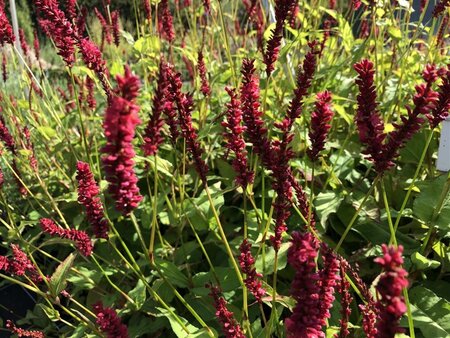 Persicaria a. 'Dark Red' geen maat specificatie 0,55L/P9cm - image 2