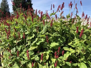 Persicaria a. 'Dark Red' geen maat specificatie 0,55L/P9cm - image 3
