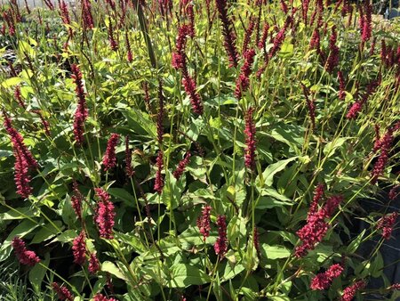 Persicaria a. 'Dark Red' geen maat specificatie 0,55L/P9cm - image 4