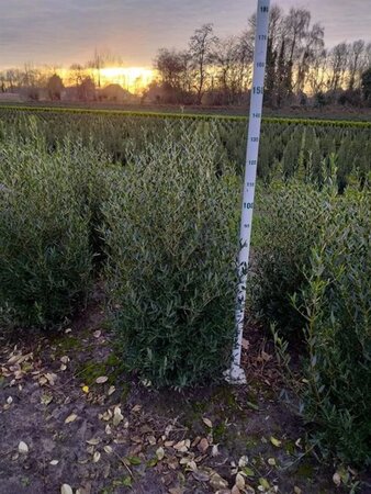Phillyrea angustifolia 100-125 cm met kluit