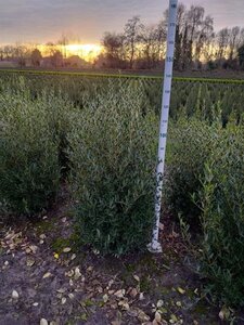 Phillyrea angustifolia 100-125 cm met kluit