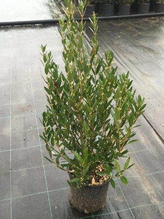 Phillyrea angustifolia 30-40 cm cont. 3,0L