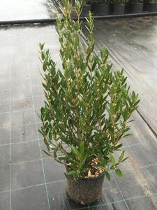 Phillyrea angustifolia 30-40 cm cont. 3,0L