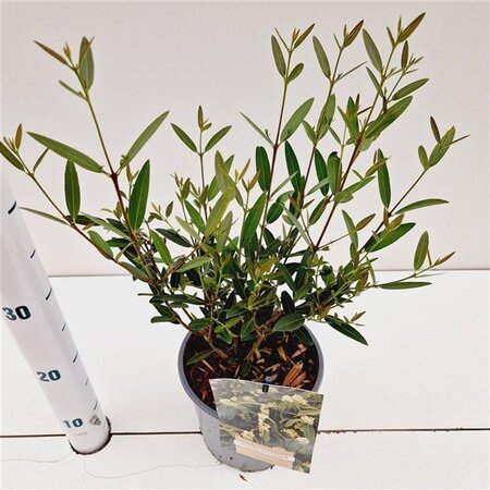 Phillyrea angustifolia 40-50 cm cont. 2,5L - afbeelding 1