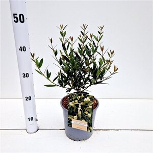 Phillyrea angustifolia 40-50 cm cont. 2,5L - afbeelding 2