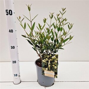 Phillyrea angustifolia 40-50 cm cont. 2,5L - afbeelding 3