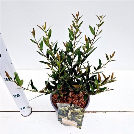 Phillyrea angustifolia 40-50 cm cont. 2,5L - afbeelding 4