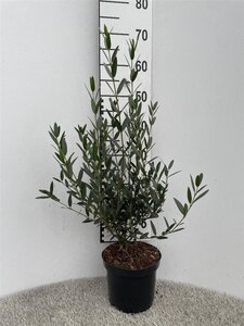 Phillyrea angustifolia 40-50 cm cont. 3,0L