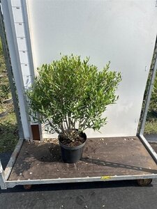 Phillyrea angustifolia 40-50 cm cont. 7,5L