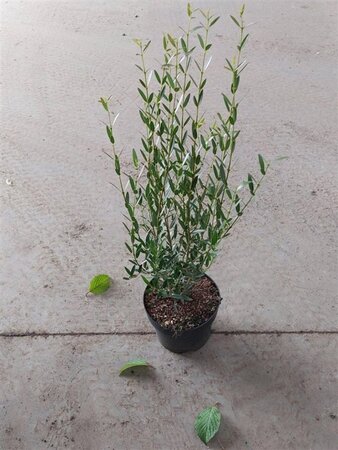 Phillyrea angustifolia 40-60 cm cont. 5,0L