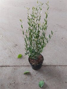 Phillyrea angustifolia 40-60 cm cont. 5,0L