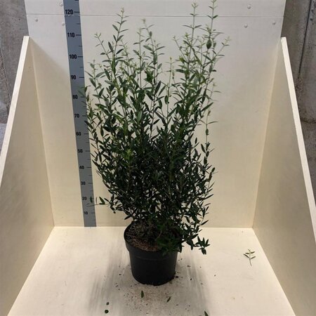 Phillyrea angustifolia 60-80 cm cont. 10L - afbeelding 3