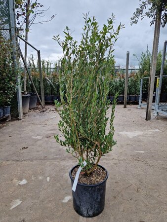Phillyrea angustifolia 60-80 cm cont. 10L - afbeelding 2
