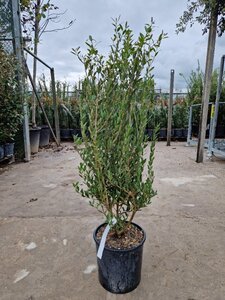 Phillyrea angustifolia 60-80 cm cont. 10L - afbeelding 2