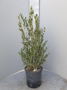 Phillyrea angustifolia 60-80 cm cont. 10L
