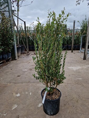 Phillyrea angustifolia 60-80 cm cont. 10L - afbeelding 4