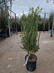 Phillyrea angustifolia 60-80 cm cont. 10L - afbeelding 4