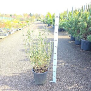 Phillyrea angustifolia 60-80 cm cont. 10L - afbeelding 1