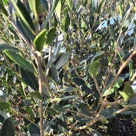 Phillyrea angustifolia 60-80 cm cont. 10L - afbeelding 2