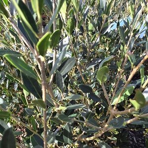 Phillyrea angustifolia 60-80 cm cont. 10L - afbeelding 2