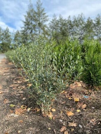 Phillyrea angustifolia 80-100 cm met kluit - afbeelding 3