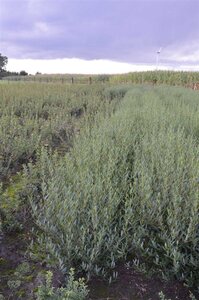 Phillyrea angustifolia 80-100 cm met kluit