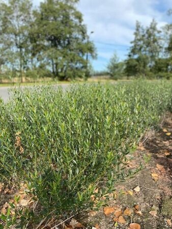 Phillyrea angustifolia 80-100 cm met kluit - afbeelding 4