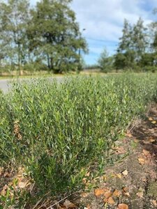 Phillyrea angustifolia 80-100 cm met kluit - afbeelding 4