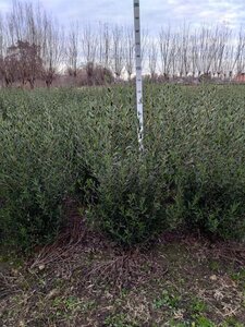 Phillyrea angustifolia 80-100 cm met kluit