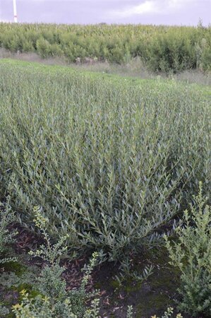 Phillyrea angustifolia 80-100 cm met kluit - afbeelding 2