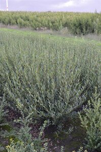 Phillyrea angustifolia 80-100 cm met kluit - afbeelding 2