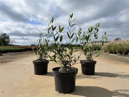 Phillyrea angustifolia geen maat specificatie cont. 2,0L