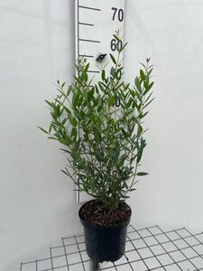 Phillyrea angustifolia geen maat specificatie cont. 3,0L