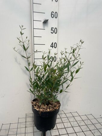 Phillyrea angustifolia geen maat specificatie cont. 3,0L