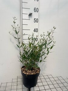 Phillyrea angustifolia geen maat specificatie cont. 3,0L