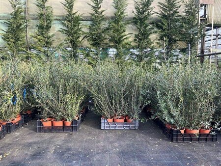 Phillyrea angustifolia geen maat specificatie cont. 3,0L