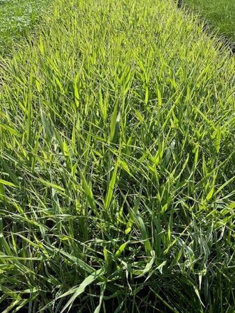 Phalaris arund. 'Picta' geen maat specificatie cont. 2,0L - image 2