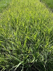 Phalaris arund. 'Picta' geen maat specificatie cont. 2,0L - image 2