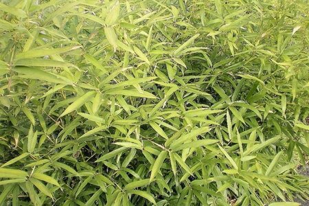 Phyllostachys aurea 125-150 cm cont. 5,0L - afbeelding 1