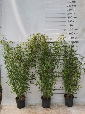 Phyllostachys aurea 125-150 cm cont. 5,0L - afbeelding 3