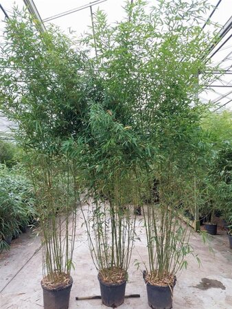 Phyllostachys aurea 300-350 cm cont. 30L - afbeelding 2