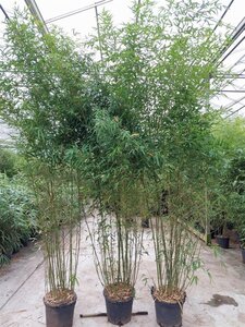Phyllostachys aurea 300-350 cm cont. 30L - afbeelding 2