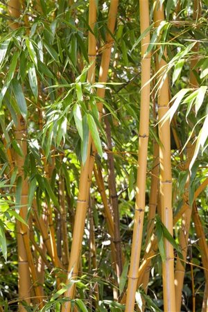 Phyllostachys aurea geen maat specificatie cont. 4,0L - afbeelding 2